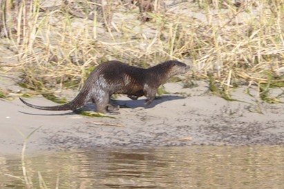 Okeechobee Otter