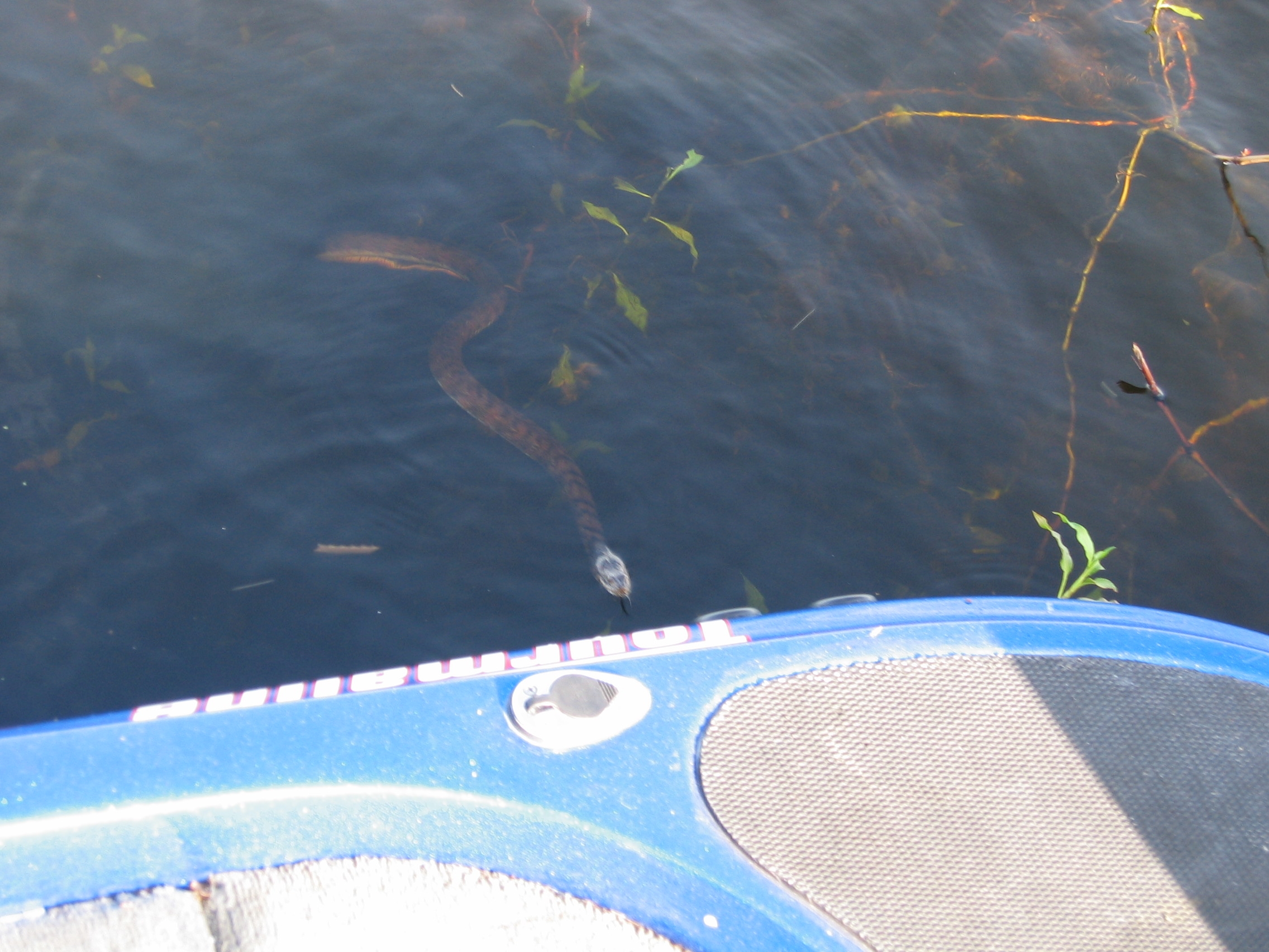 Everyone Seems to want a boat ride!
